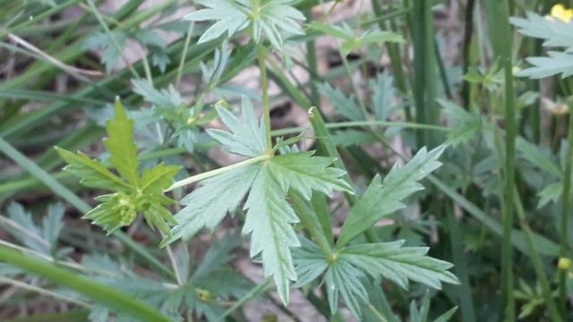 Tormentil - Potentilla erecta смотреть онлайн