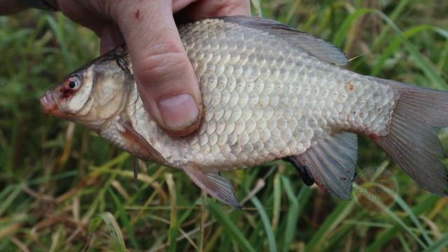МАМАЛЫГА УБИЙЦА КАРАСЯ И КАРПА Так мамалыгу вы еще не готовили! Как приготовить мамалыгу для рыбалк смотреть онлайн