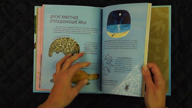 Гнёзда, яйца, птицы смотреть онлайн