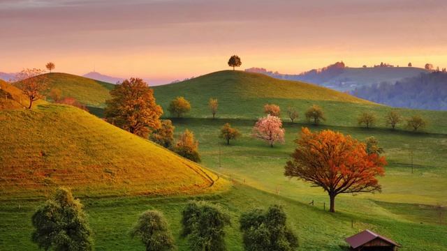 Adrian Lane. Sycamore Reflections