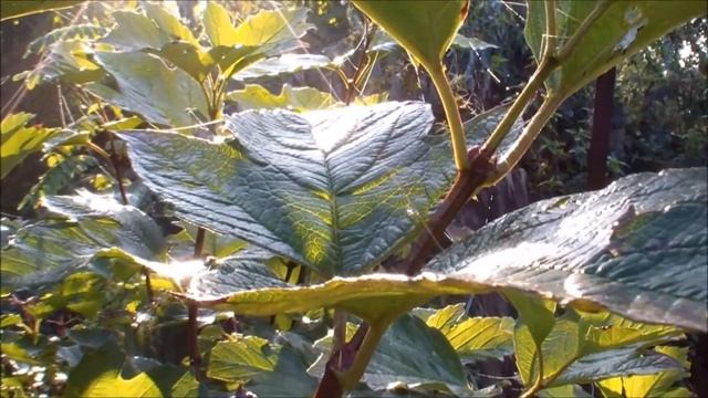 Тест видеокамеры samsung hmx h300 смотреть онлайн