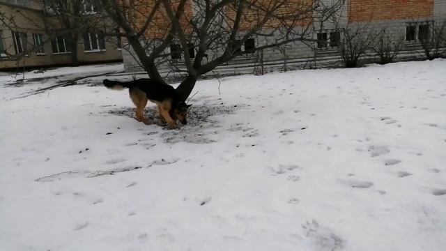 Немецкая овчарка Гера и лабрадор-ретривер Эмма смотреть онлайн