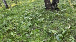 Вечерний сбор грибов?!!!