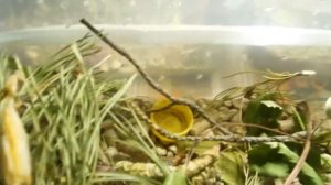 Уход За богомолом Mantis Religiosa( Богомолом обыкновенным)
