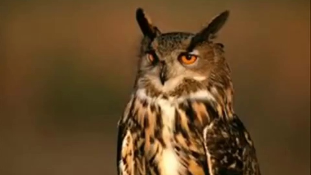 Масоны! смотреть онлайн