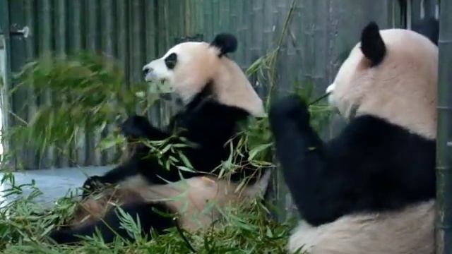 Две панды в зоопарке☆Giant pandas смотреть онлайн