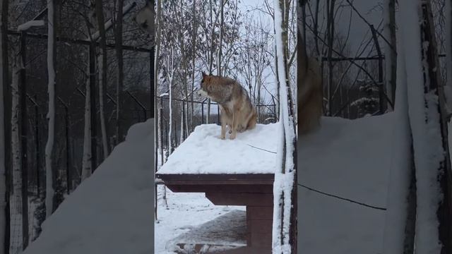 Волк воет не только на луну 🌑 смотреть онлайн
