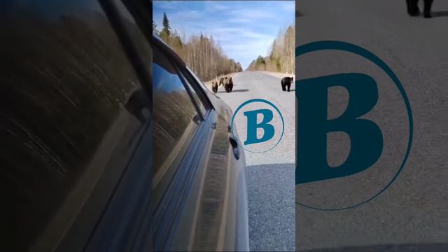 Встреча этноблогера из ХМАО с семейством медведей смотреть онлайн