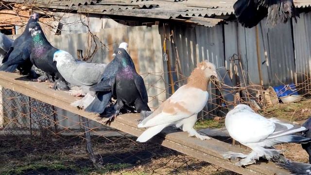 Голуби- азиаты, такла и ленинаканцы.Pigeons - Asians, Takla And Leninakans