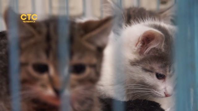 Приют для животных "Наш дом" пытаются стереть с лица земли смотреть онлайн