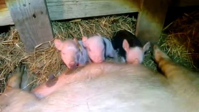 Роды у вьетнамской свиньи
