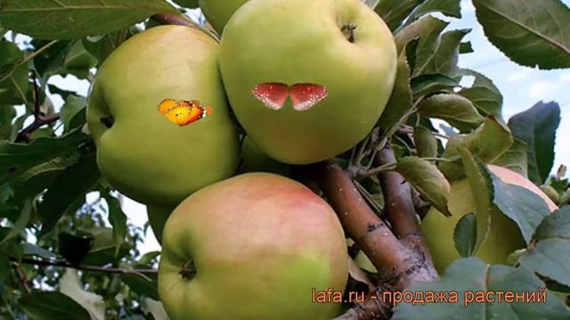 Яблоня карликовая Братчуд (malus bratchud) ? яблоня Братчуд обзор: как сажать саженцы яблони Братчу смотреть онлайн