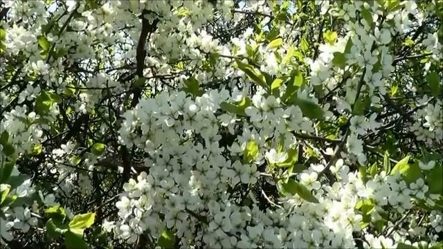 Пэчворк.Лоскутное шитьё. смотреть онлайн