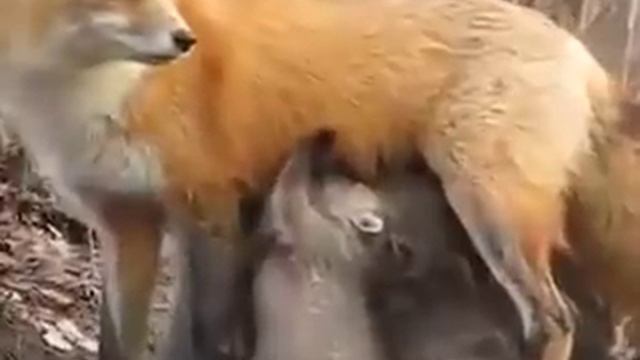 Лиса кормит медвежат-сирот смотреть онлайн