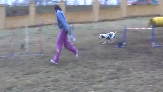 03.11.13 Смолиженко Ольга и далматин Дола, джампинг