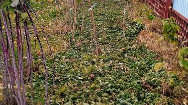 Что делать с помидорной ботвой осенью после сбора урожая.