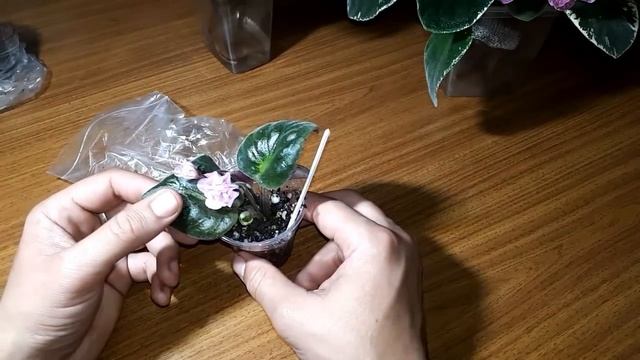 Цветущие листья на укоренении. Плюсы и минусы смотреть онлайн