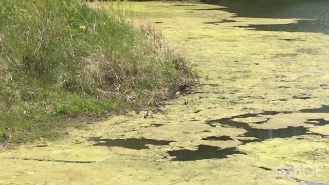 Цветущий пруд.Лодка,тина и...выдра с яйцами. смотреть онлайн