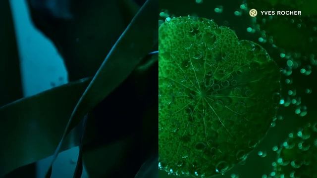 YVES ROCHER | Elixir Botanique: 25 let výzkumu v botanice a mořské biotechnologii смотреть онлайн