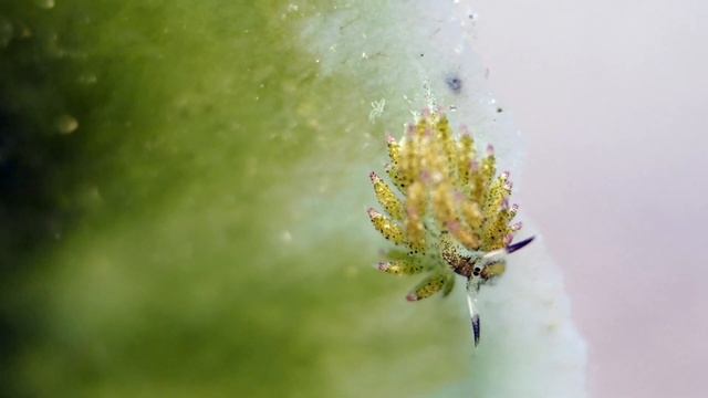 Crazy Critter Heaven! Best of Scuba Diving Anilao 2017 смотреть онлайн