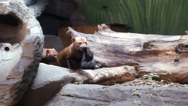 Пополнение в большой семье кустарниковых собак. смотреть онлайн