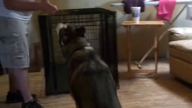 Собака притворяется мертвой смотреть онлайн