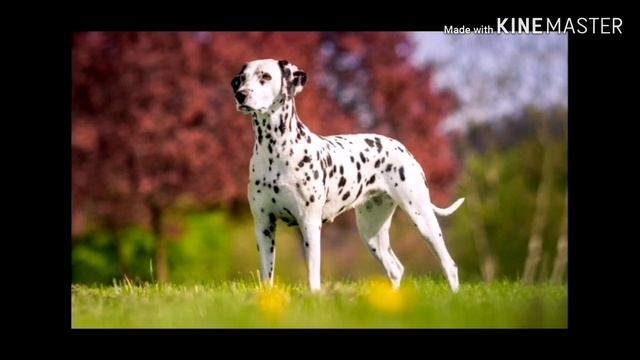 Далматинец/уход содержание и описание