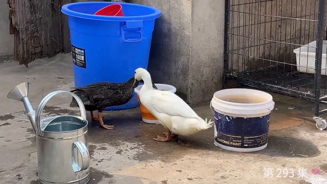 大海退潮后，大齐赶海捡到一只未知生物，回家发现狗狗被鸭子咬【大齐赶海】 смотреть онлайн