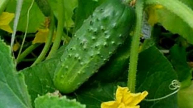 Выращиваем огурцы в мешках смотреть онлайн