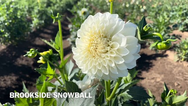 Part 5. Dahlia varieties by name. Swan Island Dahlia festival 2023. #dahlia #flowers #gardening смотреть онлайн