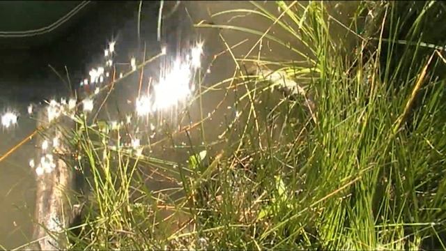 Рыбалка на любимой реке/Чулым/Щука/Окунь/красота природы смотреть онлайн