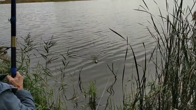 Рыбалка. Надергали карасей на опарыши смотреть онлайн