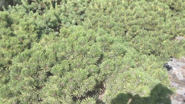 Сосна горная 