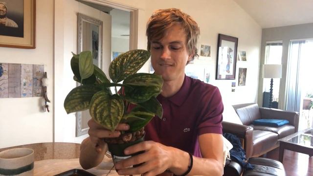 Monstera Peru Aka Monstera Karstenianum Update