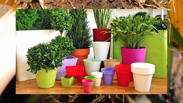 Почему нужно пересаживать растения? Секреты пересаживания комнатных растений. смотреть онлайн