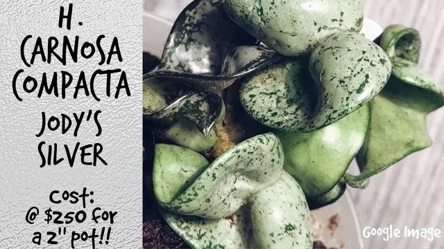 WISHLIST HOUSEPLANTS WINTER 2020: Hoyas, Philodendrons, Anthuriums, Alocasias, OH MY!!! смотреть онлайн
