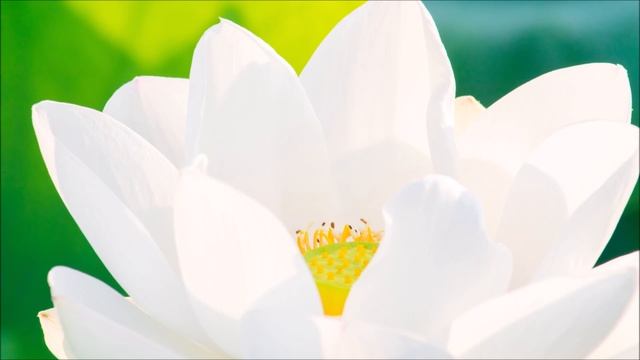 MOOLA MANTRA (BLISS) смотреть онлайн