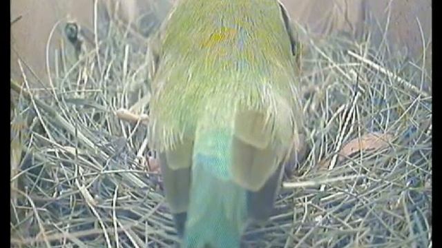Амадина гульда Жизнь одного гнезда.Gouldian Finch
