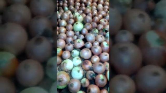 Пробная выгонка лука на перо хальцедон на опилках смотреть онлайн