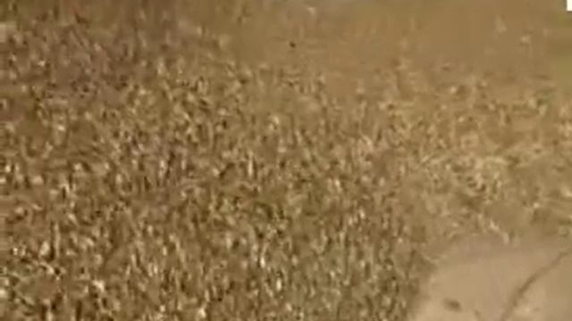 Молотилка для кедрового ореха смотреть онлайн