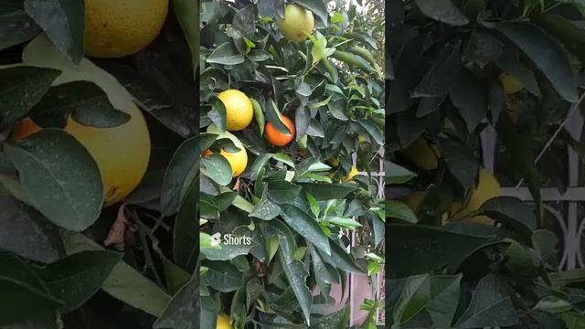 Мандариновое дерево, мандарины, Лимасол, Кипр, дерево с мандаринами