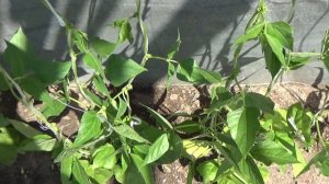 Выращиваю фасоль через рассаду