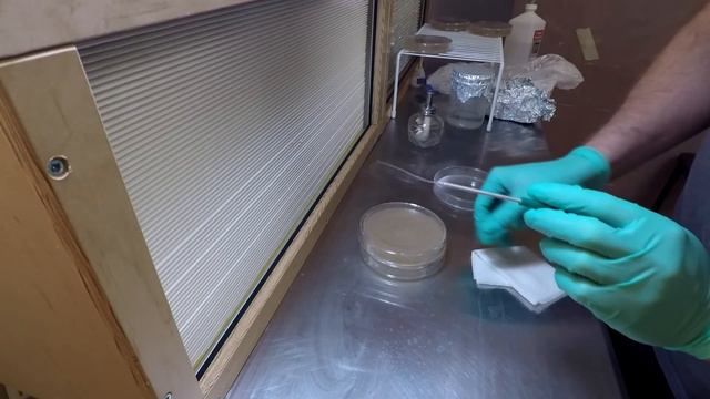 Making clean king oyster spore prints and spore syringes смотреть онлайн