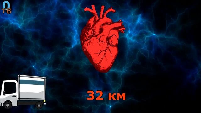 Интересные факты о сердце смотреть онлайн