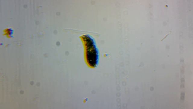 Эвглена (Euglena) смотреть онлайн