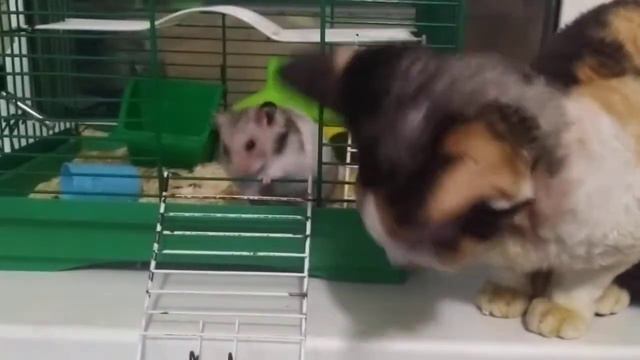 Кошка Девон Рекс и Хомяк / Cat Devon Rex and Hamster смотреть онлайн