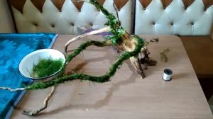 Мох на коряге, как правильно прикрепить мох.