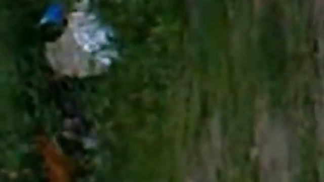 Шокируещие видео!!!! Лиса которая совсем не боится людей смотреть онлайн