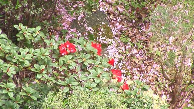 RAW CAMERA PERFORMANCE TEST - SONY Z1E - VS Consumer JVC E15 смотреть онлайн