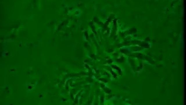 Деление клетки под микроскопом. Митоз. фазы митоза. смотреть онлайн